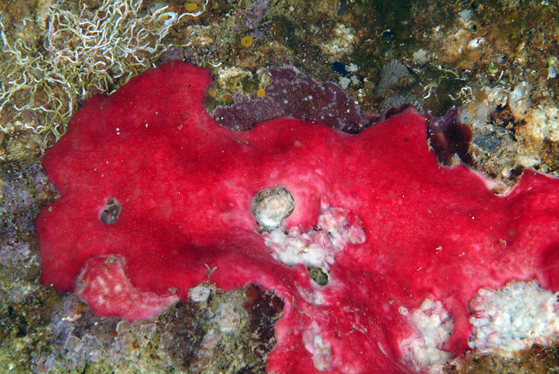 Didemnidae